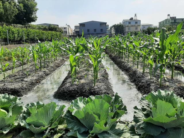 屏東九如農地-2