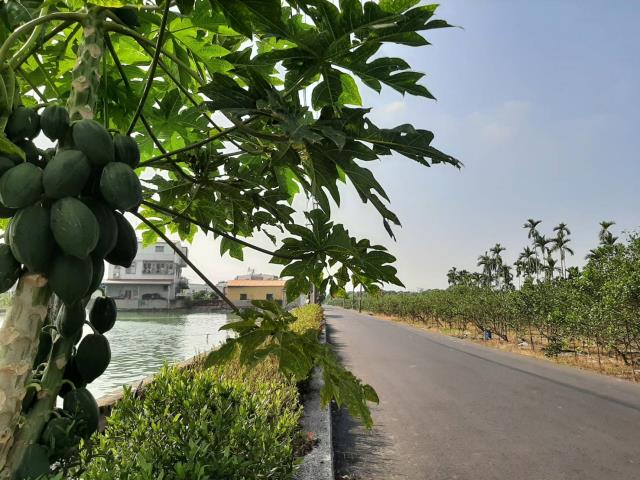 屏東九如農地-4