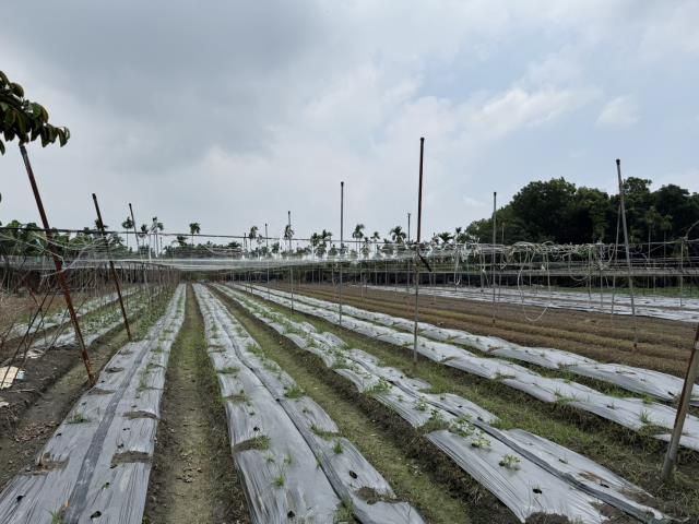 屏東鹽埔農地-0